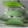 calloph chalybeitincta larva4 volg2